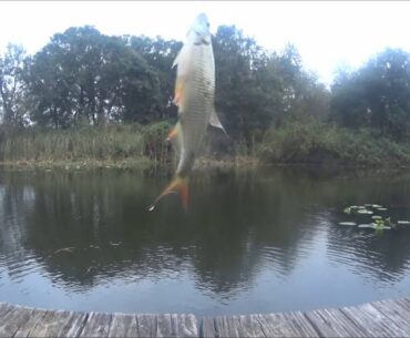 Shiner fishing in a Florida canal