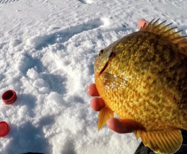 4 Sunfish Fishing Tips (from a 'Gill Guru)