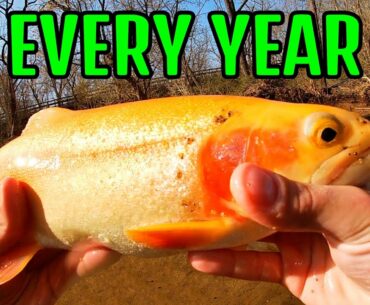 MASSIVE GOLDEN TROUT (Palomino) Pa Trout Fishing 2021