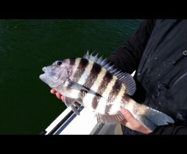 HFF SHOW - Winter Time Fishing Around Tampa Bay - Tips and Tactics