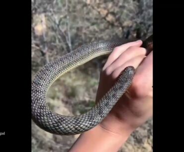 snake attack