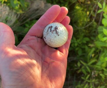 Golf ball hunting in Florida