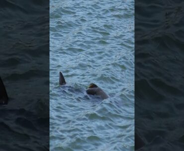Freshwater Shark Spotted in Iowa