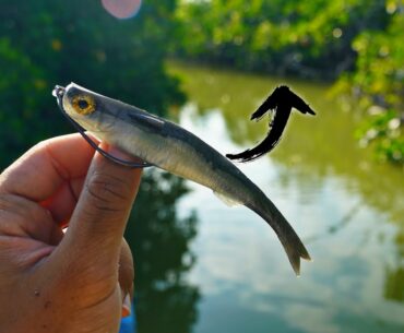 Exploring CREEKS for SNOOK AND TARPON