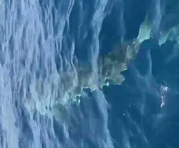 Great White shark and Shoals of Sailfish sighted off KZN