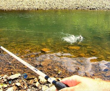 RattleSnake Surprise!! While Bank Fishing Ocoee River