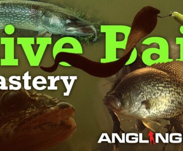Live Bait Mastery