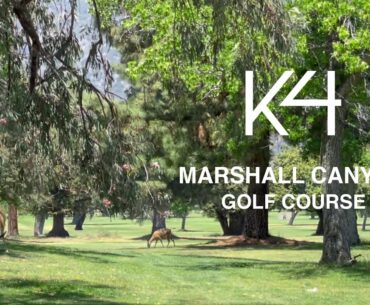 MARSHALL CANYON GOLF COURSE - Pig and Wolf Newbies