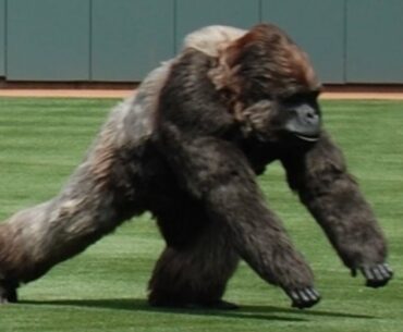 Craziest "Animal Interference" Moments in Sports History