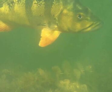 Peacock Bass Fishing!