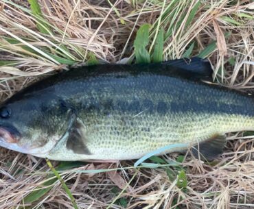 I almost died (Abscess in face)Topwater bass fishing Stockton ca 2021