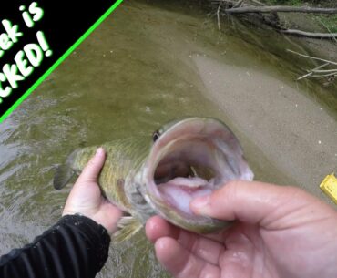 Catching BIG Creek Smallmouth Bass in Ohio- This Great Miami River Tributary is STACKED!