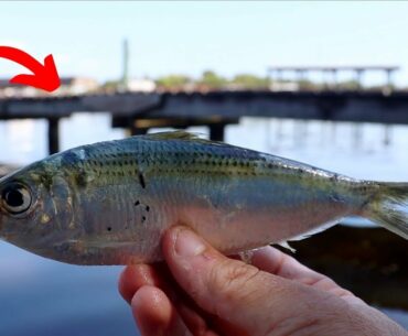 Fishing Pilchards Around Marinas and Docks (Snook Fishing)