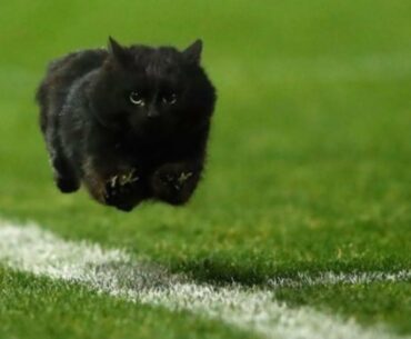 UNEXPECTED Wild Animals Interrupting Sports II COMPILATION