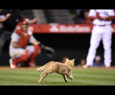 MLB: Animal Interference