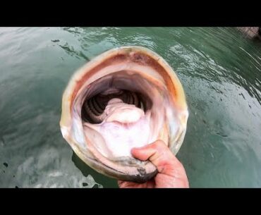 18 POUND BASS  in CLEAR WATER!