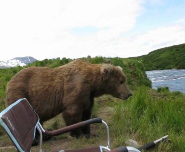 bear sits next to guy
