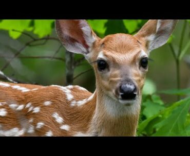 Baby deer on a disc golf course!!!