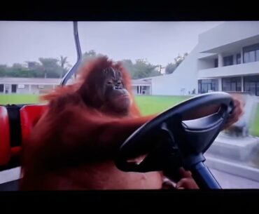 Famous orangutan driving a golf cart w music