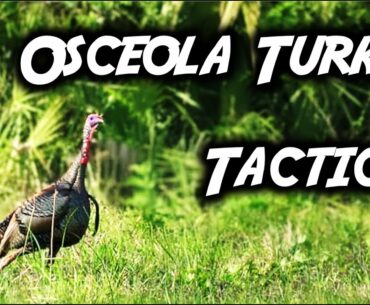 Talking Turkeys: Scouting and Calling Tactics for Hunting Osceola Turkeys (Swamp N Stomp ep. #53)