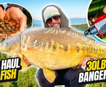 Spring Carp Fishing MEGA Session at Todber Manor Big Hayes! 20+ Fish Caught