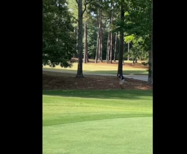 The best shot from The Player’s Club this year #golf  #shorts #golftiktok