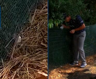 Bryson receives ruling, avoids going OB by inches at WGC-FedEx St. Jude