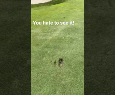 Poor greenskeeper #golf #shorts