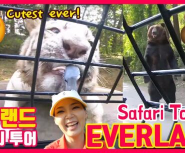 Safari Tour in Everland | 에버랜드 사파리 투어 [Mini Countryman 미니 컨트리맨]