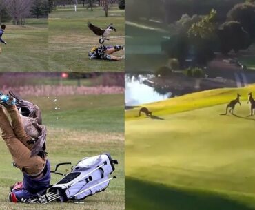 TOP 6 : Animal Encounters on the PGA TOUR 😂🤣😂🤣😂🤣  | GOLF VN