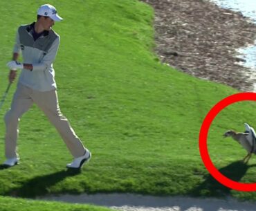 Birds, snakes and LOTS of gators | Best animal encounters at The Honda Classic