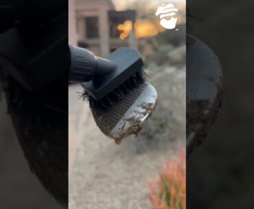 Keep your golf clubs clean! #caddysplash #golftips #shorts