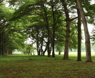 Golf Club de Bujumbura, Belle Allée, Burundi, 2022, by HabariSalam
