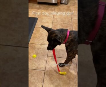 Bella learns to play golf