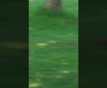 STUPID GOLFER Strikes Again!