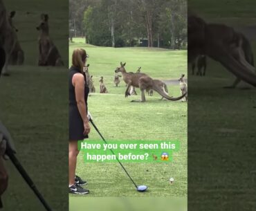 What if this happened at your golf match? ⛳️🦘 #shorts