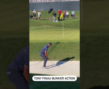 PGA 토니 피나우의 그림 같은 벙커샷 #golf #골프 #golfswing #골프스윙