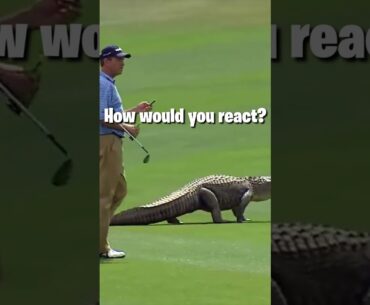 Alligators play golf?🐊