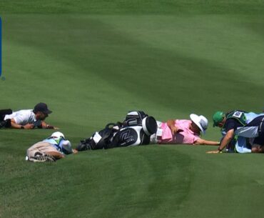 Pro golfers dodge swarm of BEES