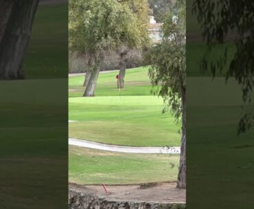 Could you hit this shot?! #shorts #golf #golfswing #golfcourse #golfgirl