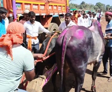 वय फक्त २ वर्ष मावळ तालुक्यातील गोल्डन अनेक सेकंद मैदानात १ नंबरचा मानकरी सुट्टी पाहा तुफान वेग