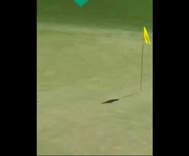 Patrick Reed amazing approach! #golfshorts , #golf , #golfswing , #bestgolf , #alloverthegolf