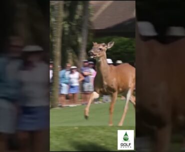 RBC Heritage Interrupted by a Curious Deer Justin Thomas and Jordan Spieth's Reaction #Shorts