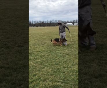 Bella and golf. Practice. #shorts #golfswing #golf #germanshepherd