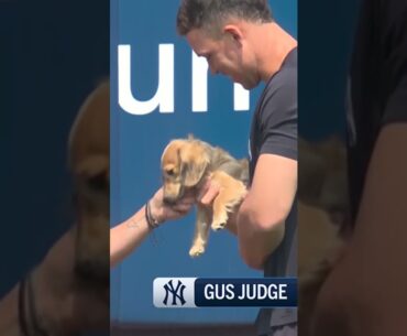 GUS JUDGE IS A STAR!! Aaron's new pup has a doggone great time at Yankee Stadium 🐶🥺