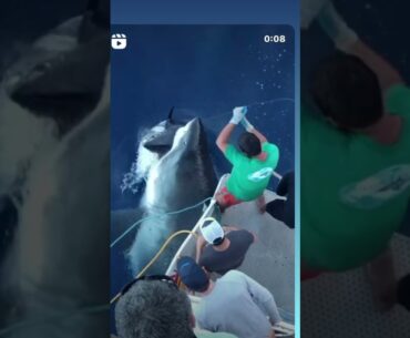 Massive Great White Shark eats fisherman’s Tuna. New undies please. #shorts #greatwhiteshark