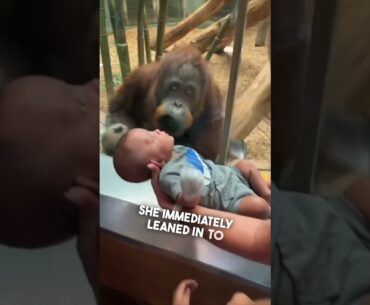 This orangutan wanted to see their baby ❤️