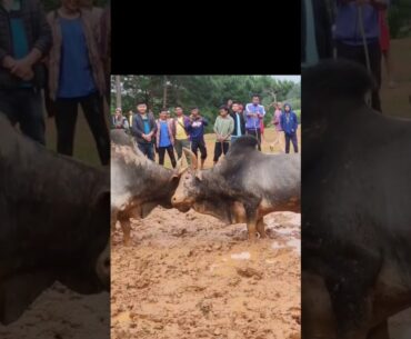 Skoit Chare 🆚 Rynnuid Ram Ïakhun Ki Kyrtong