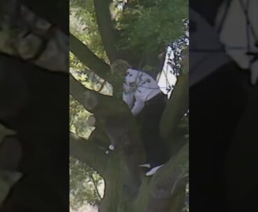 CRAZY golf shot out of a tree! 🤯