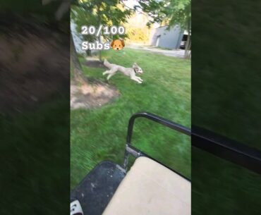Bella Is Chasing The Golf Cart #dog #shorts #fyp
